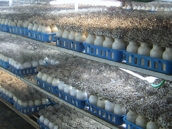 食用菌培育（yù）解決（jué）方案