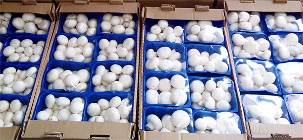 1537341028707513.jpg 食用菌5.jpg