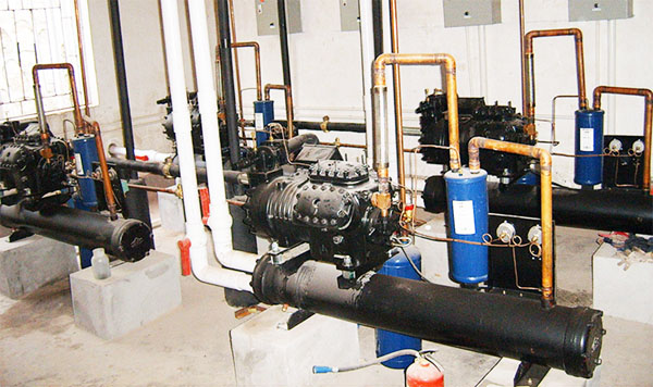 1537341523722793.jpg 食用菌8.jpg