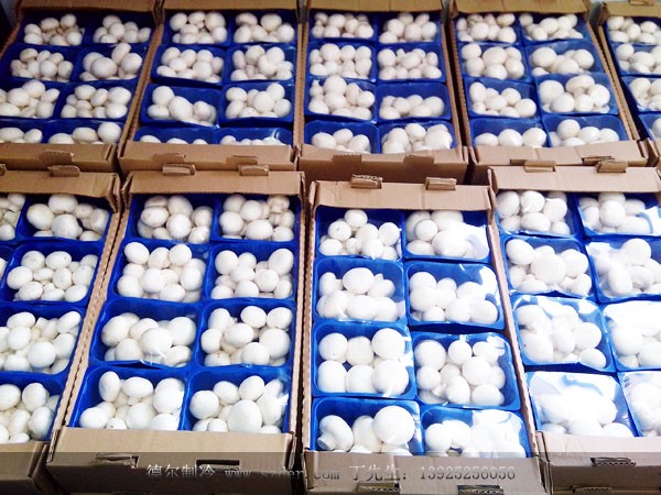 卡塔（tǎ）爾雙孢菇培（péi）育環境