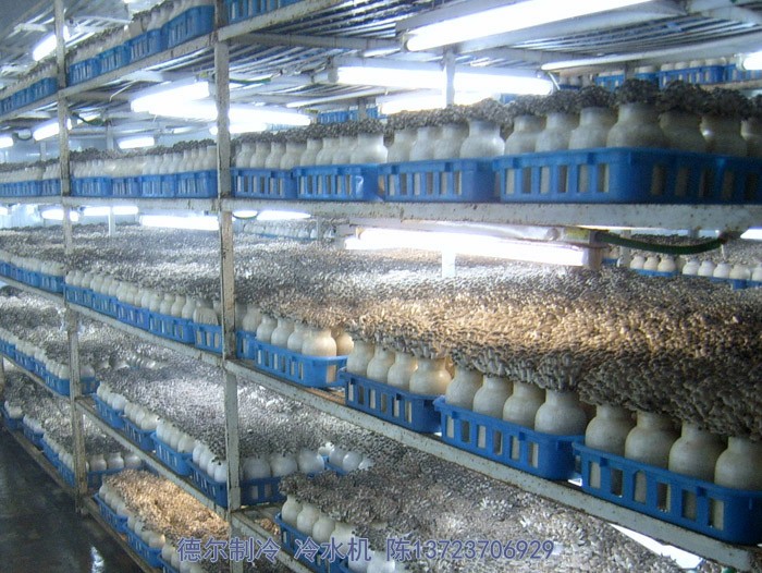 德(dé)爾製冷冷水(shuǐ)機用於食用菌培育環境